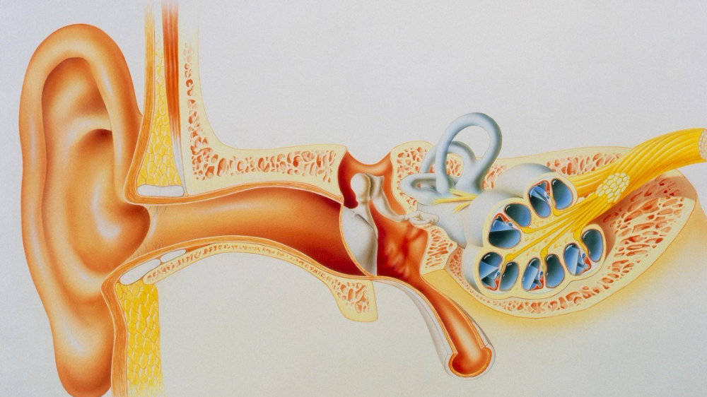 结构极其惊人耳朵里的三块听小骨(锤骨,砧骨和镫骨)是人体最小的骨头