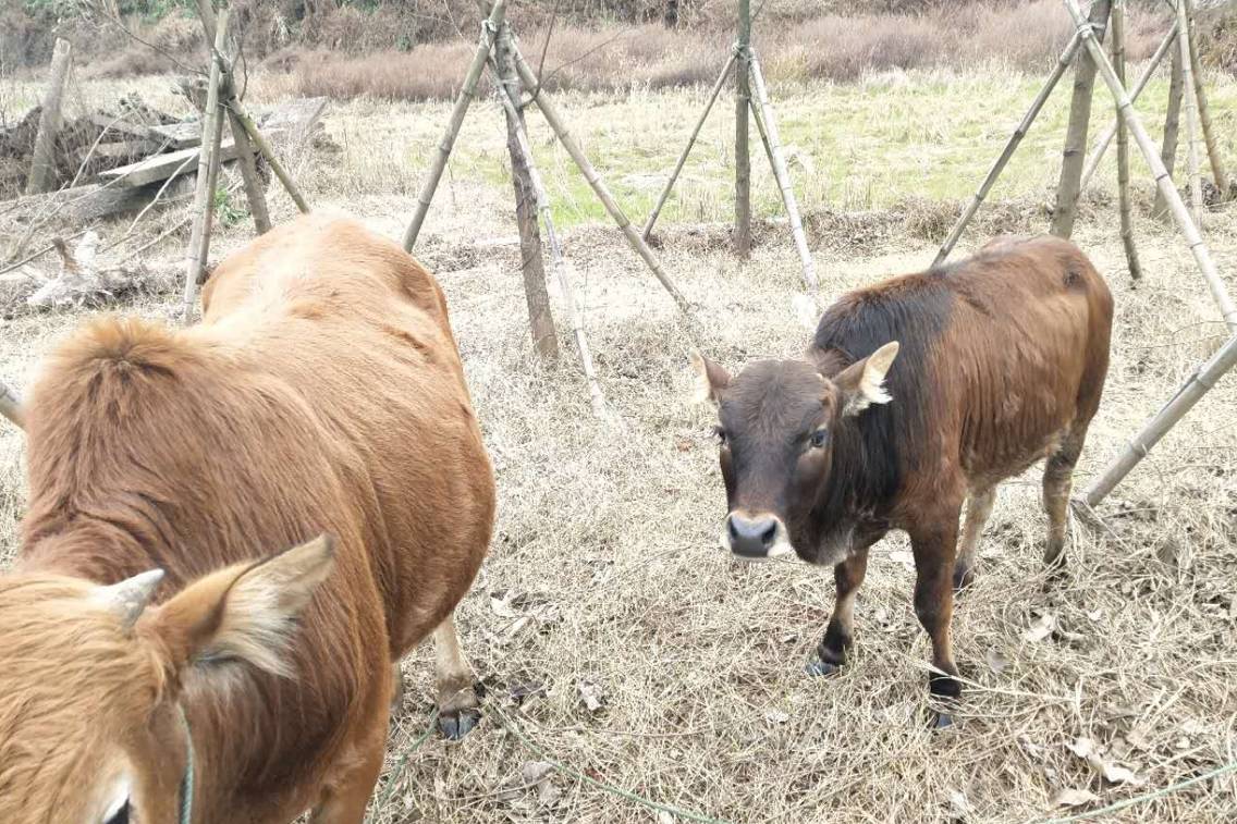 得知牛妈妈将被宰杀，牛宝宝拦车下跪求情，“母子情”感动网友