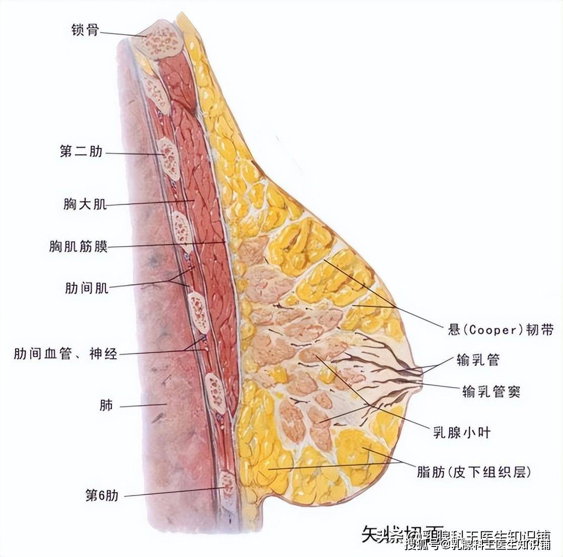 乳头内陷手术费多少钱（女性乳头内陷或乳头开裂是什么原因） - 深圳信息港