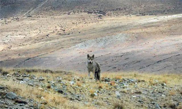 阿尔金山发现狼群，正在追捕50只藏羚羊，羊群侥幸逃脱，但落单小羊却落入狼口