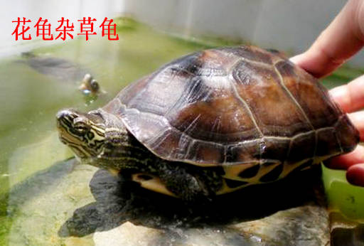 我不是纯种,但我照样美丽 带你认识16种杂交龟_花龟_斑龟_三线