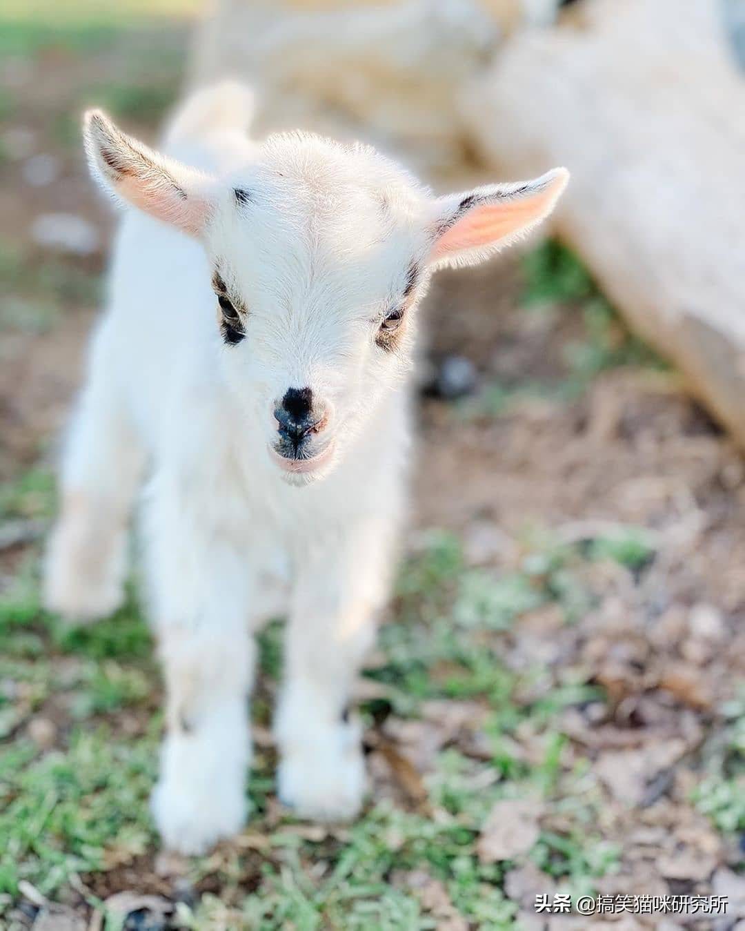 原创可爱到犯规的小羊咩咩日常承包了整个农场的表情包好想抱抱它