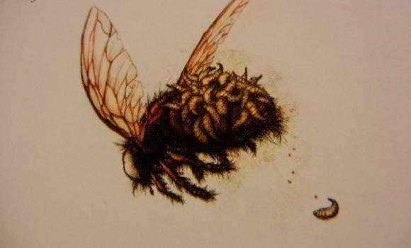 原创分享一些骷髅岛生物设定昆虫篇