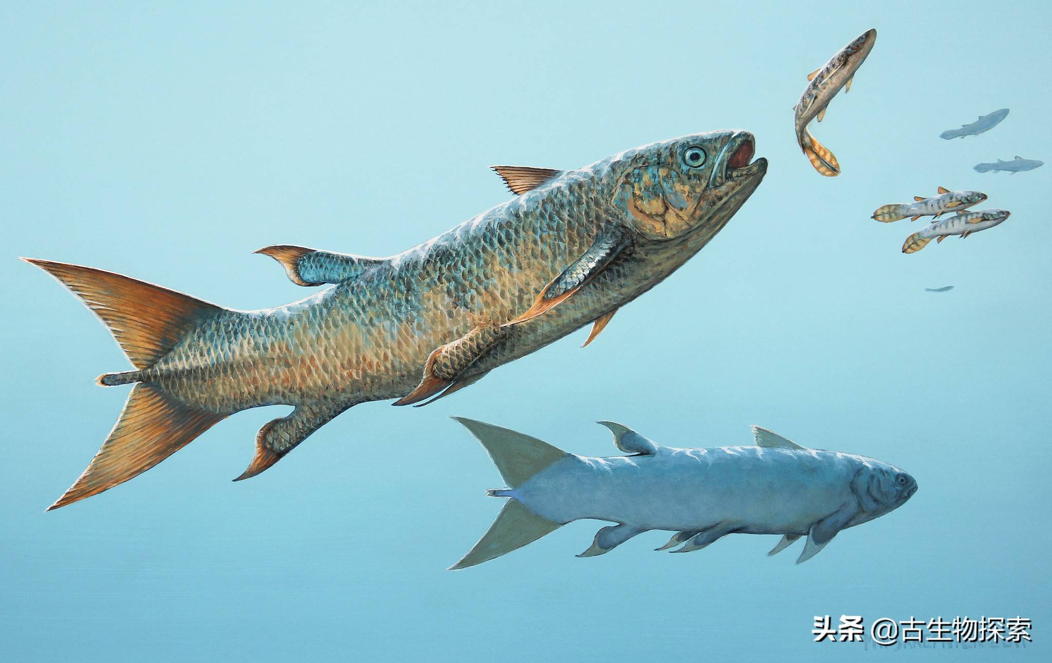 叛逆腔棘鱼:三叠纪海洋中的"反叛者"_来自_活化石_古生物