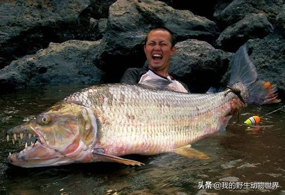 非洲一巨型食人鱼15米长57公斤重能够猎杀鳄鱼