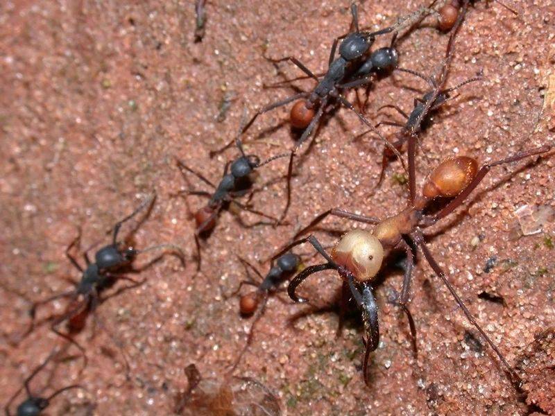 行军蚁大战最凶恶的入侵蚁种打到一半突然开始自相残杀