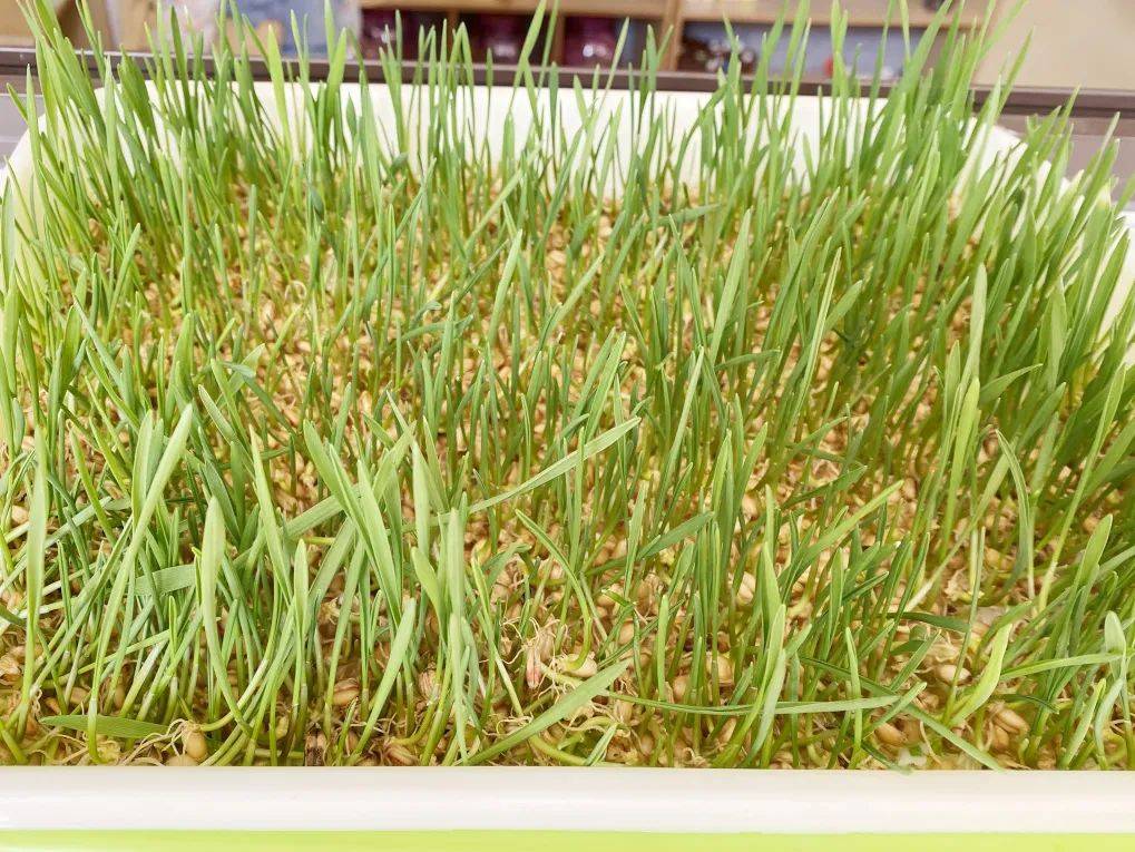 课程故事|麦芽奇旅——美好慧承幼儿园课程故事分享