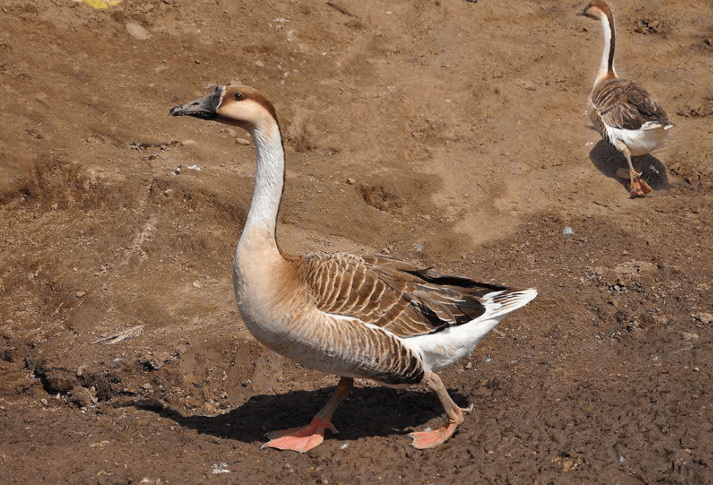 原创女子拿走鹅蛋被大鹅追咬半年鹅为什么会记仇它会欺软怕硬么