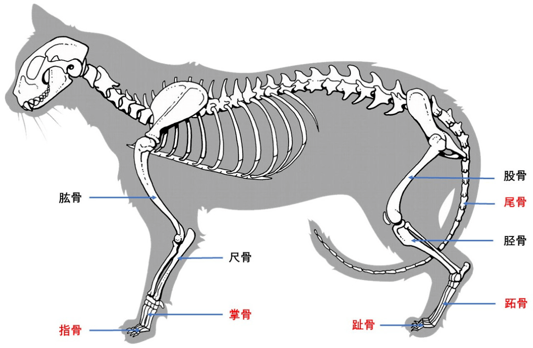 仓鼠的骨骼结构图片