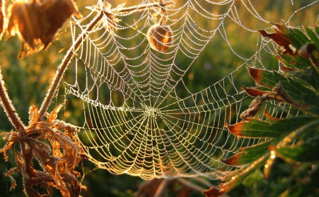 原创蜘蛛结网时第一根线是怎么做到的答案让人惊讶