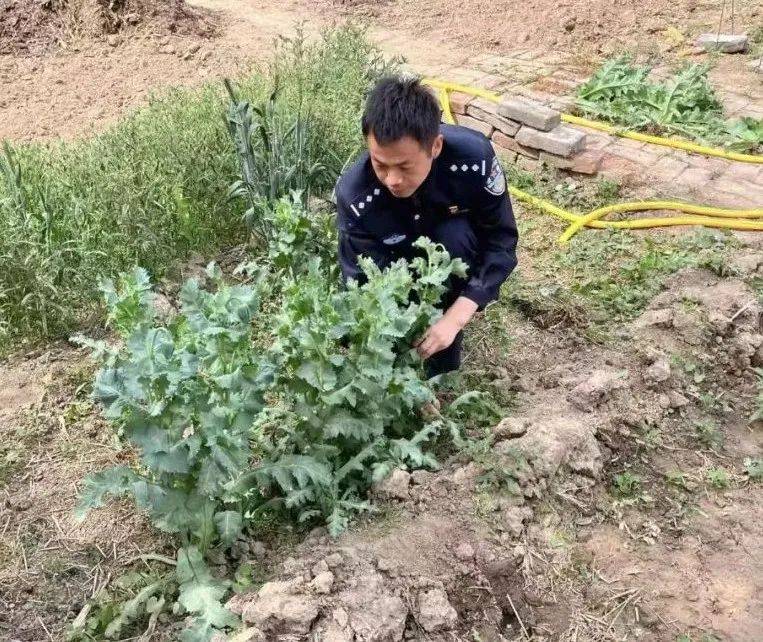 德州:飘落的种子?竟被邻居给"害"了_种植_罂粟_李某
