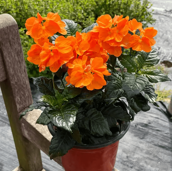 在鸟尾花枝条生长期,或刚修剪之后,应以生长通用肥为主,例如花多多1号