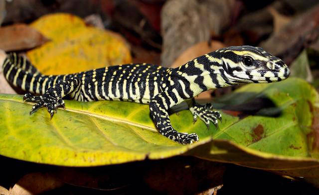 动物界的极品吃货—伊江巨蜥:没有谁比我更懂怎么吃_脊椎动物_成年