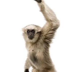 原创长臂猿世界仅存1500只你能否准确分辨出它的样子