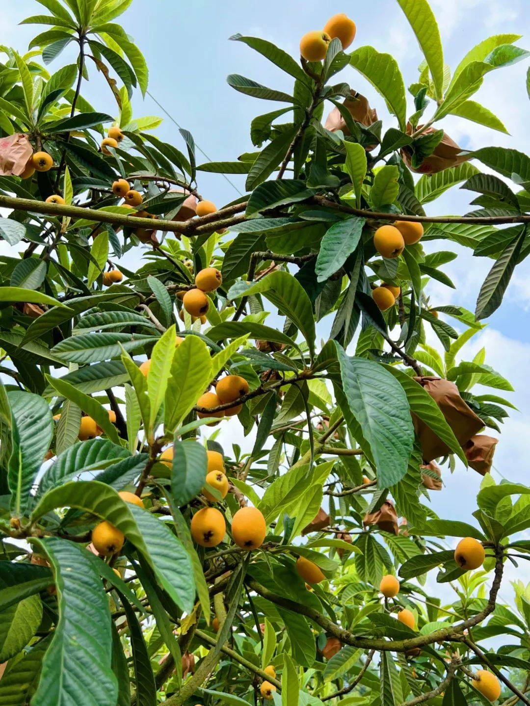 巴适得很垫江一家宝藏果园的枇杷熟了