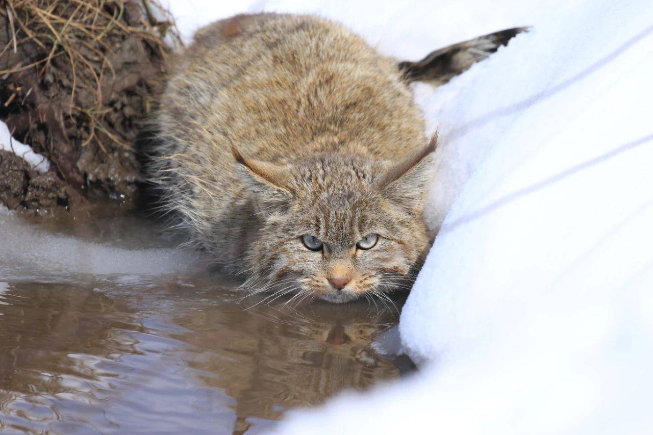 有人用槍保護野生動物有人用鏡頭保護野生動物