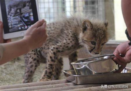 日本多地动物园重开，动物盯住游客不放！熊猫将归国引粉丝不舍…