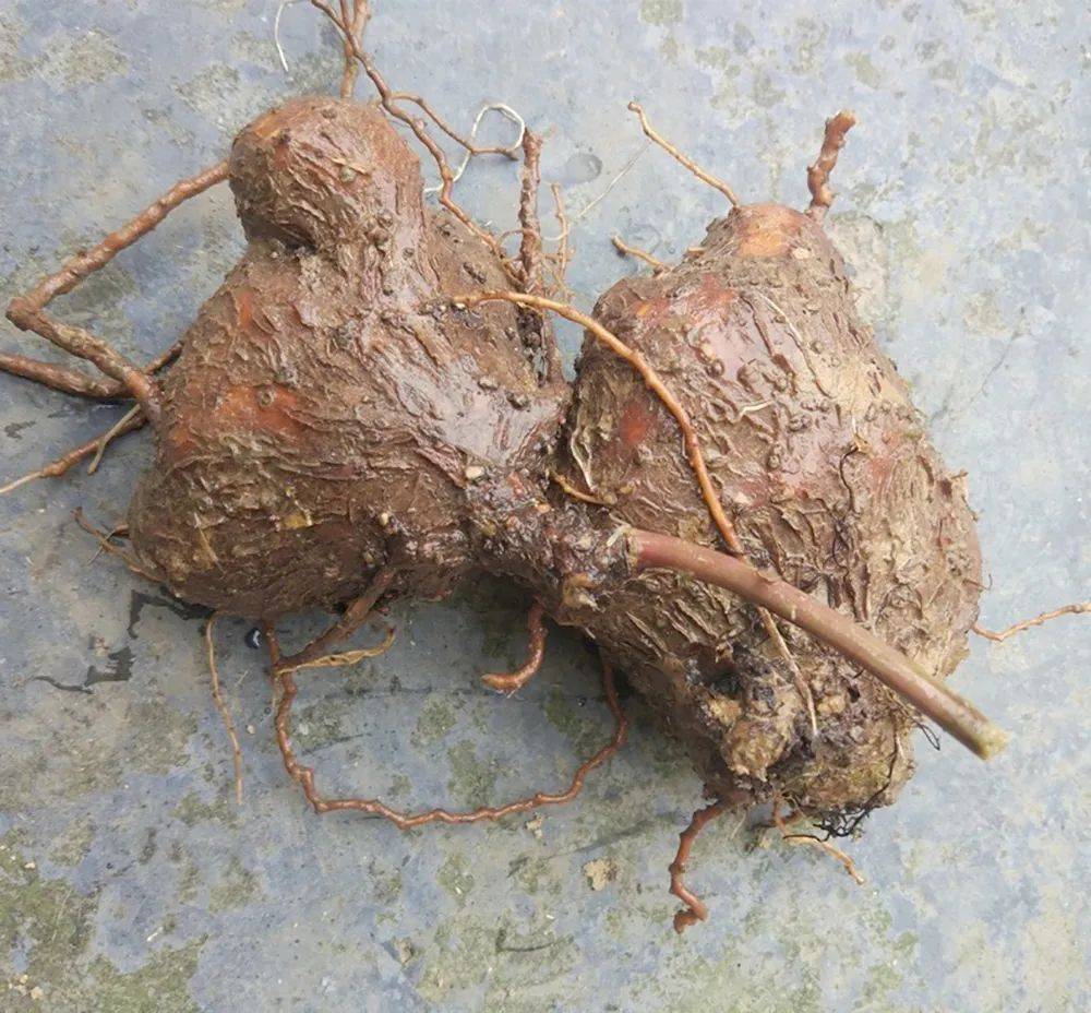 (千金藤的根,可入药)最难受的是,千金藤的种植期很长,需要种植起码3年