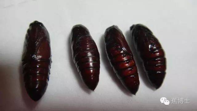斜纹夜蛾的蛹【防治方法】1) 加强蕉园管理:及时中耕除草,减少产卵