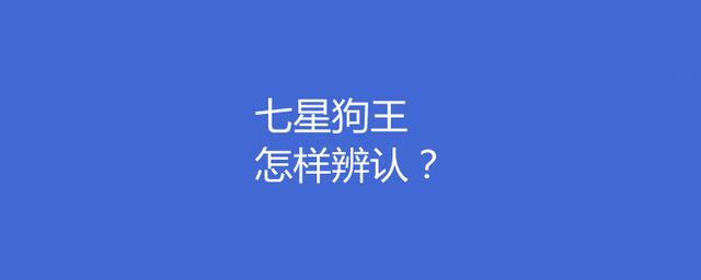 原创七星狗王怎样辨认狗把主人当狗王的表现
