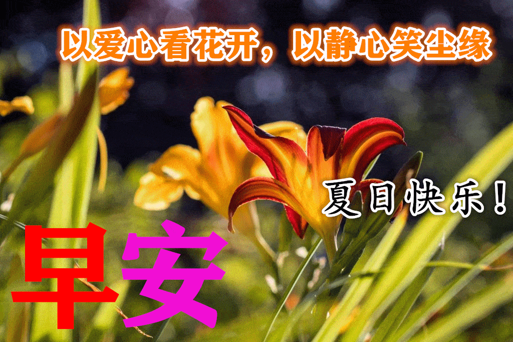 8张最新特漂亮早上好鲜花图片带字带祝福语最美夏日早安问候祝福图片