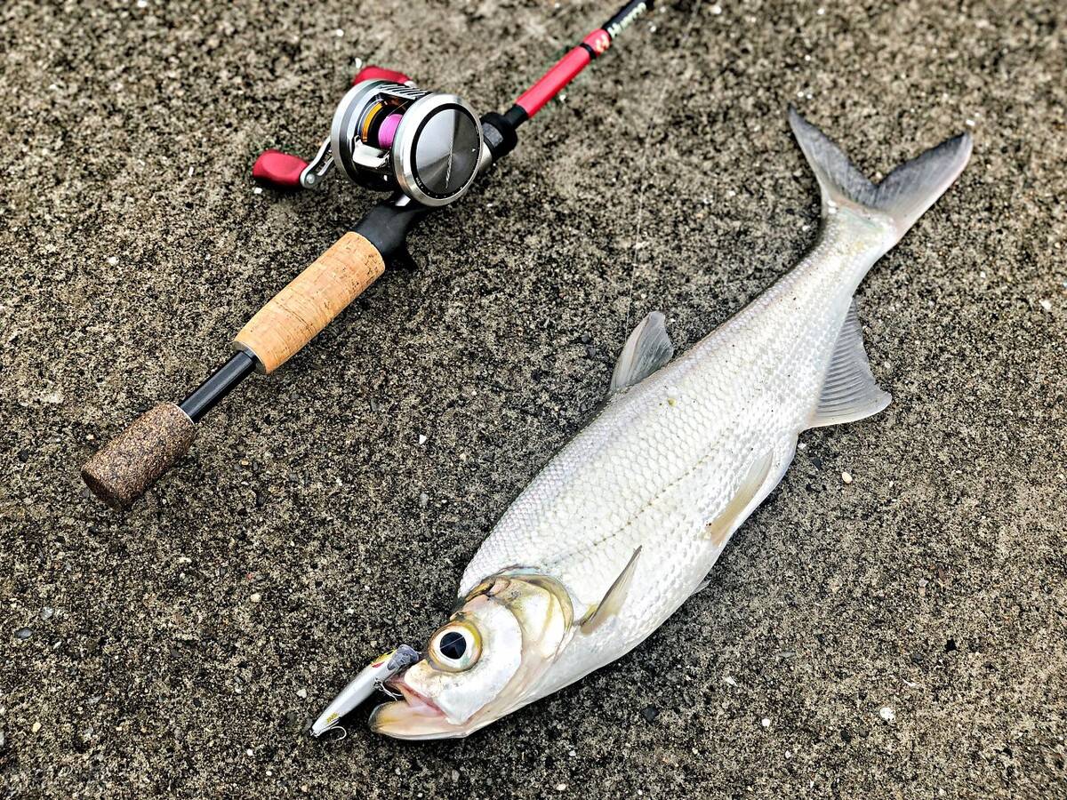 原创28斤翘嘴王被钓起有人建议放生网友一年吃几百斤鱼