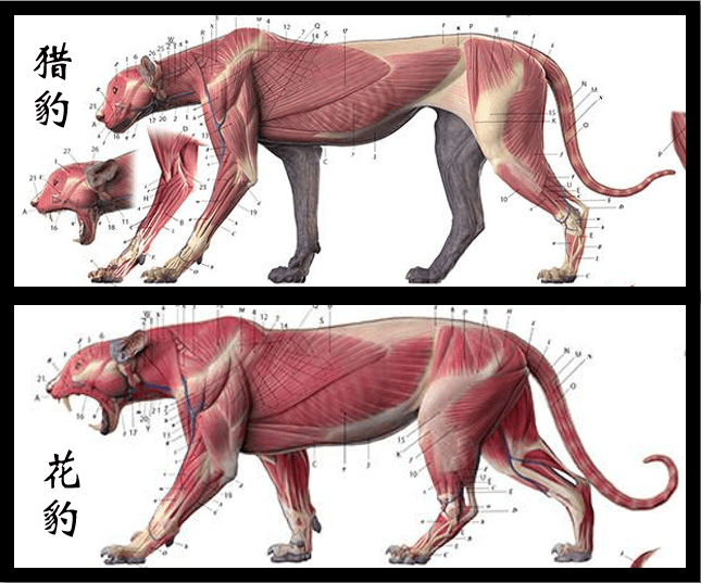 豹子骨骼解剖图片