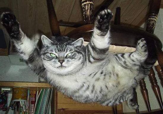 喵星人不仅会走猫步,还能走出老虎般的威风和霸气!_猫咪_气势_主人