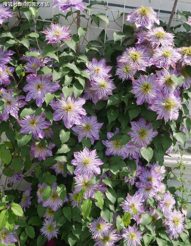 铁线莲不能暴晒 容易晒蔫 半阴半阳 长得快 开花多 根系 土壤 花盆