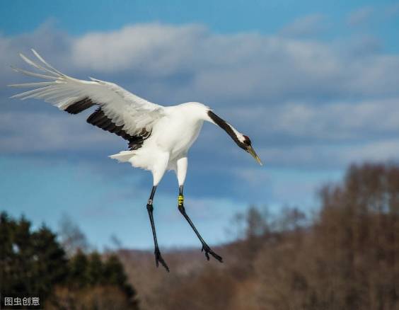 爱鹤之心人皆有黄鹤一去不复返羽族之王仙鹤且行且珍惜