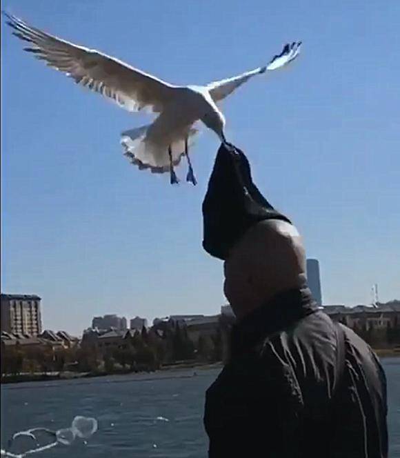 海鸥停在大爷头上，家人正要拍照记录，随后手机都拿不稳了