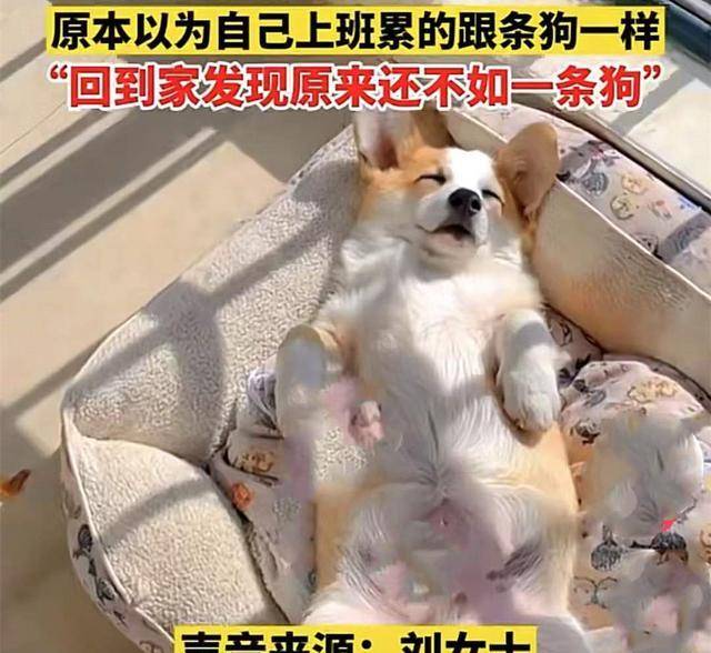 女子下班回家后没看到狗,去阳台看后却酸了:太让人扎心了_柯基_主人