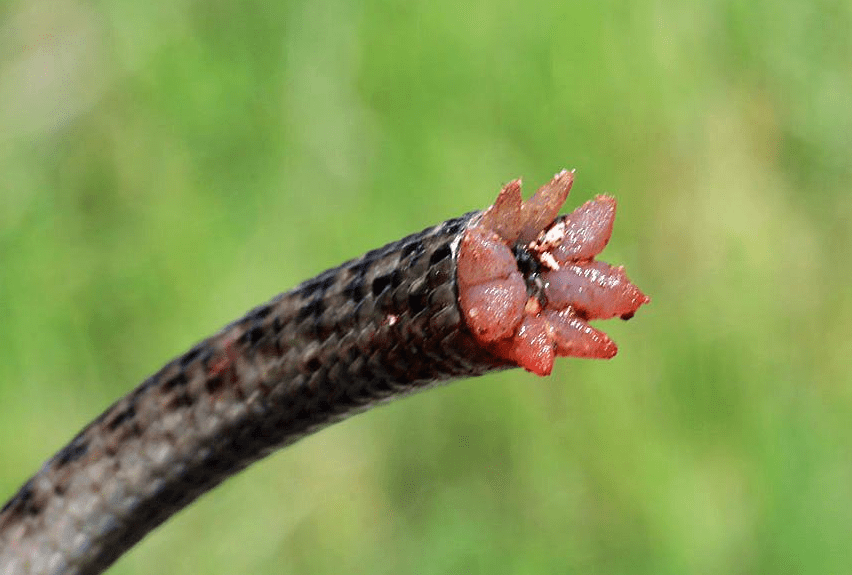 当遇到危险的时候,蜥蜴为什么要放弃自己的尾巴?