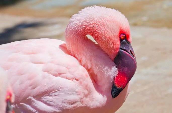 火烈鸟染红了自己一身羽毛只是为了说明我要打十个