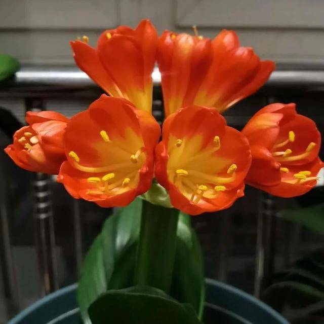 这些花有些耐阴 有些喜阳 别弄反 会越养越美 叶片 强光 开花