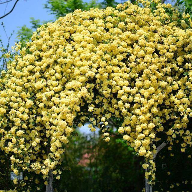 院里种棵木香花2个月爬成一面花墙开花成瀑布