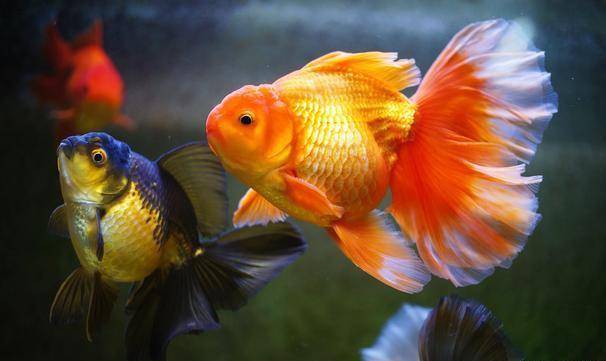 为什么金鱼会出现折尾 尾巴 水流 因为 为什么金鱼会出现折尾 尾巴 水流 因为