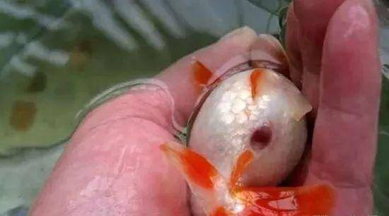 其主要症状为:鱼的肛门红肿突出,下腹部柔软,鳞片脱落.