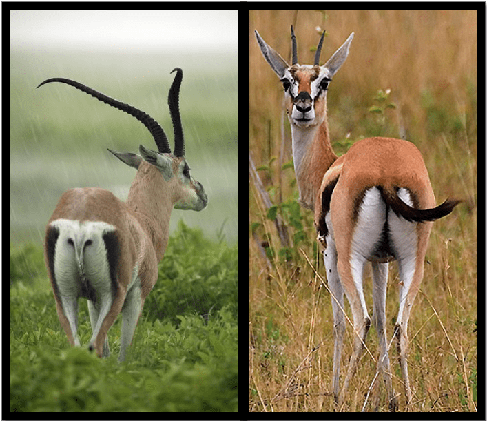 葛氏瞪羚宝宝:"我不是没有角的汤氏瞪羚啦!"_成年_来源_图片