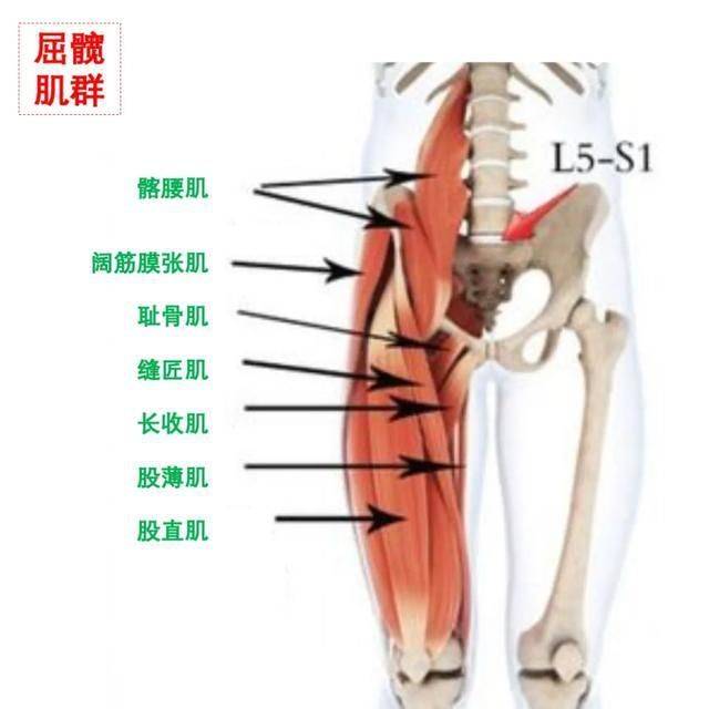 臀屈肌在哪个位置图片