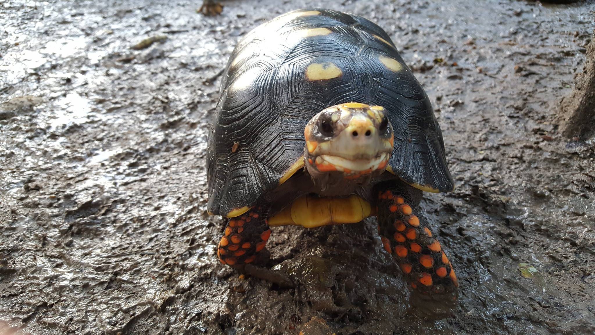 原创黄腿象龟巨人黄腿黄腿陆龟一只聪明的陆龟