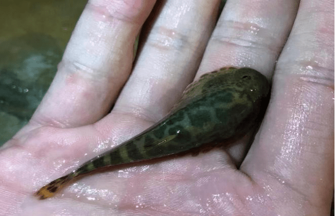 08年李大爷院中挖出鱼泉,每年汛期喷出千斤鱼,12年后鱼泉被封了_李常