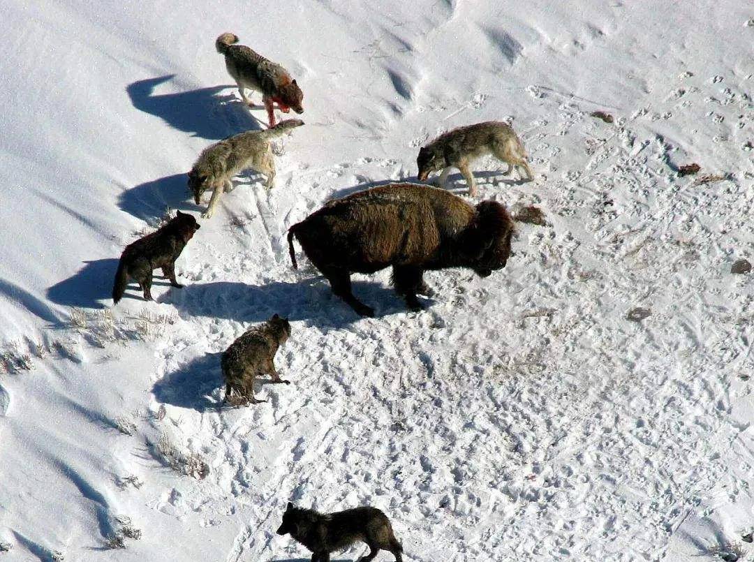 原创1987年老兵误闯戈壁滩50发子弹与狼群对抗8天最终结局如何