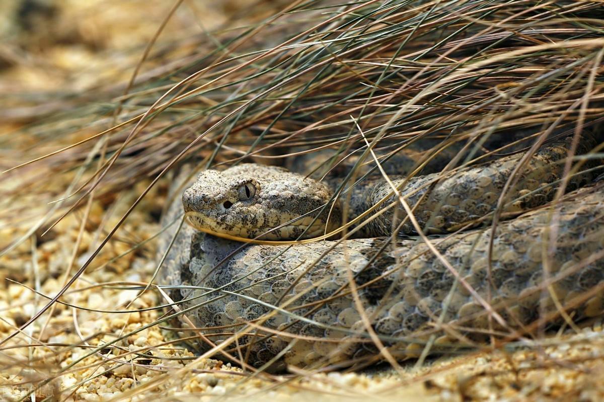 剧毒蛇王黑曼巴蛇,它是世上最恐怖的蛇之一,看完也不是那么怕了