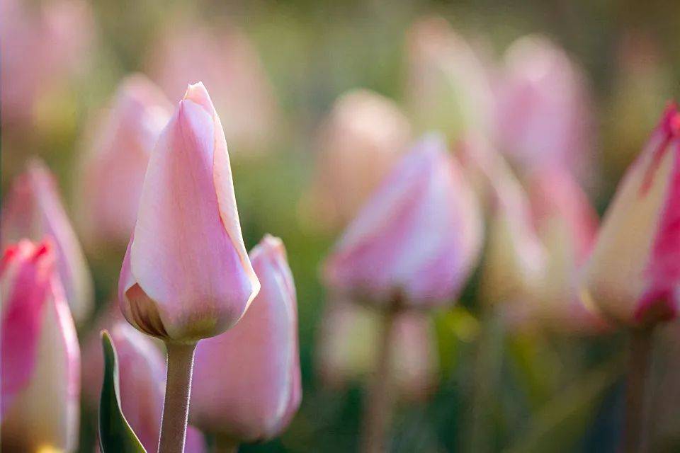 海尔TCL格力创维相继加码,光伏是家电企业新奶酪吗?-家电圈官网