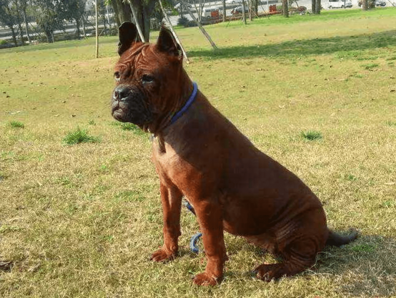 杂沙皮猎犬可以打猎图片