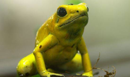 原创世界上最稀少的动物长鼻子的青蛙还有点可爱的感觉