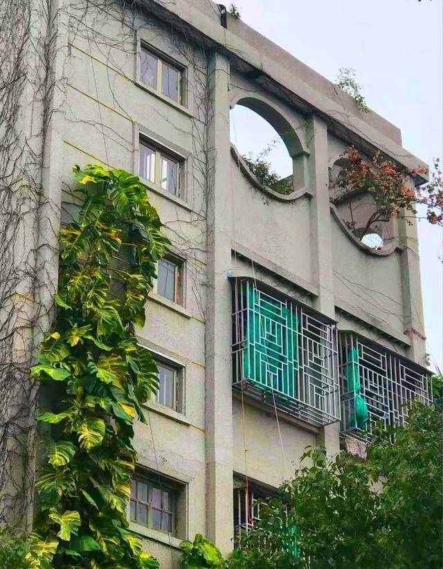 广东一户人家有一棵“绿萝”，爬上了5层楼，模样惊艳了我