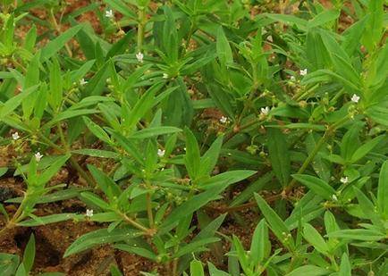 白花蛇草水你喝过吗 味道清奇 对身体极好 原料就是白花蛇舌草 小白花 花友会 野草 白花蛇草水你喝过吗 味道清奇 对身体极好 原料就是白花蛇舌草 小白花 花友会 野草