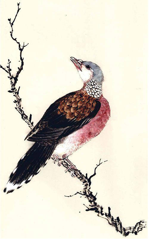 蜡嘴工笔画法步骤图示